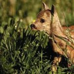 Aplinkosaugininkai ragina neliesti gyvūnų jauniklių gamtoje
