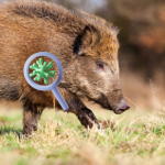 Vasarą AKM grėsmė ūkiams dar didesnė – kiaulių augintojai raginami griežtinti biosaugą