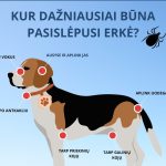 VMVT primena: prasidedant aktyviajam erkių sezonui pasirūpinkite gyvūnų apsauga